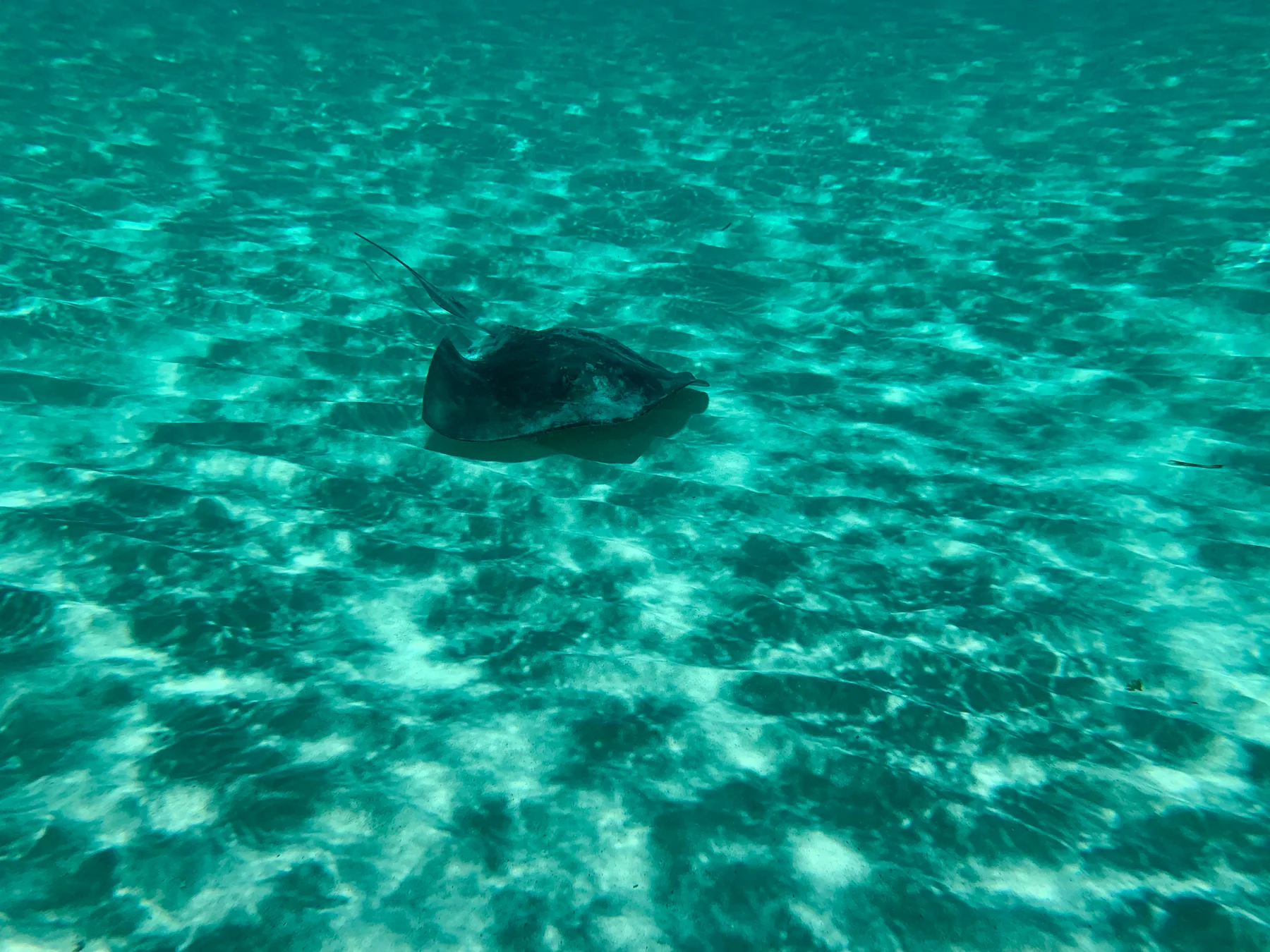 Illustrative underwater photograph of a stingray in Mexico