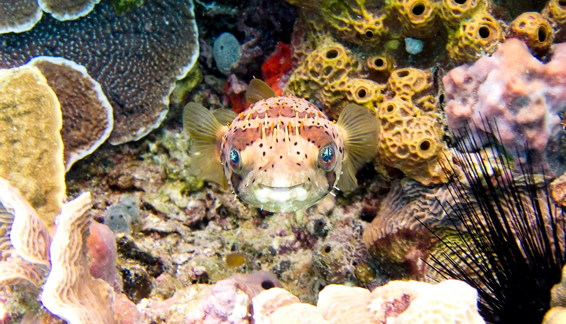 A pufferfish among the coral of Cozumel